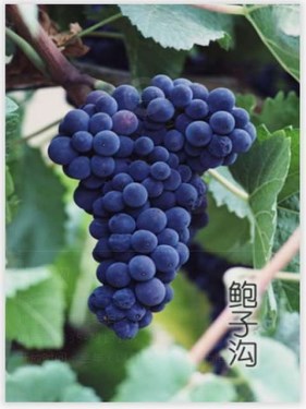 秦皇岛一卡通旅游年票优惠办理电话0335-3522588 3522599 13191824199